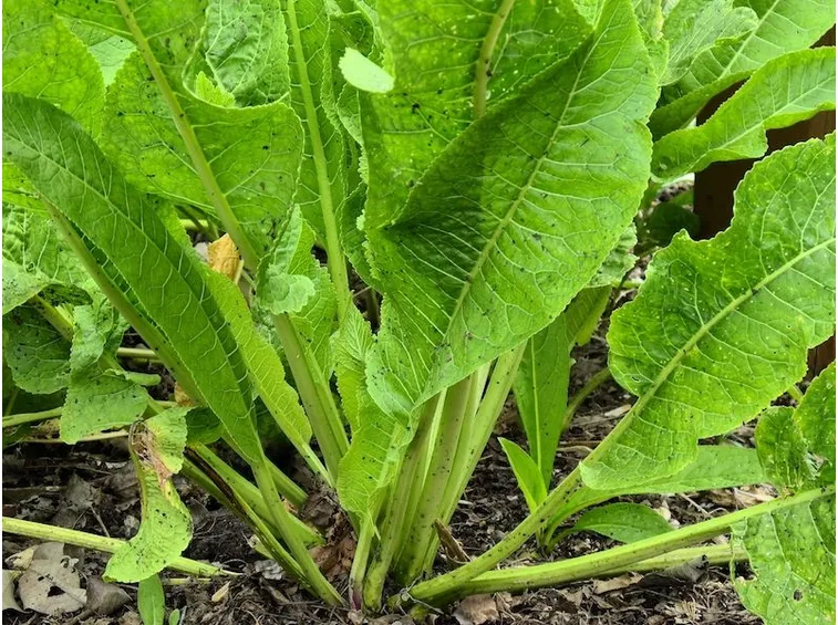 Pianta di rafano