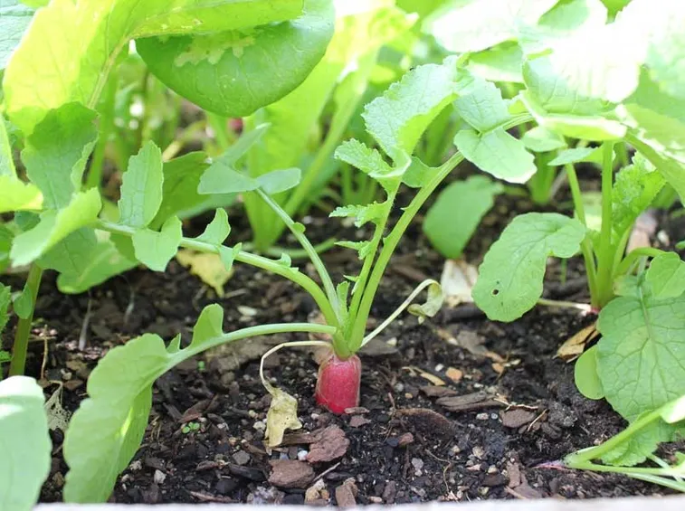 Rapanello sviluppo