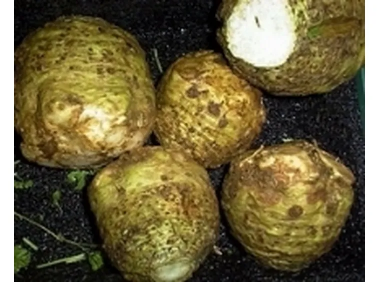 sedano rapa