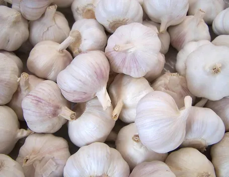 insieme di bulbi di aglio