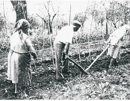 semina tanti anni fa