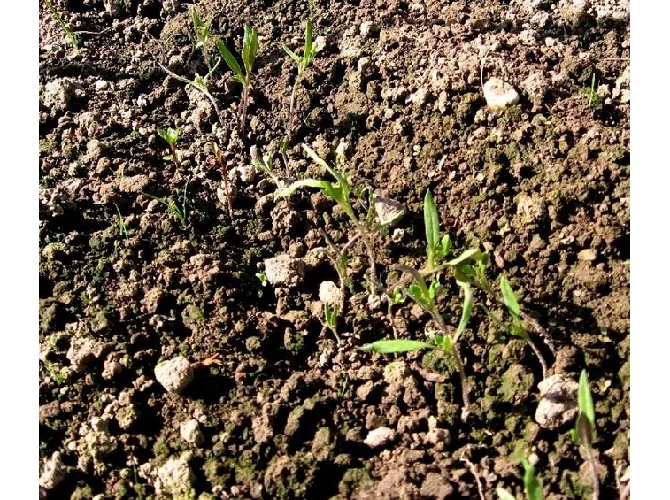 semina carote agosto