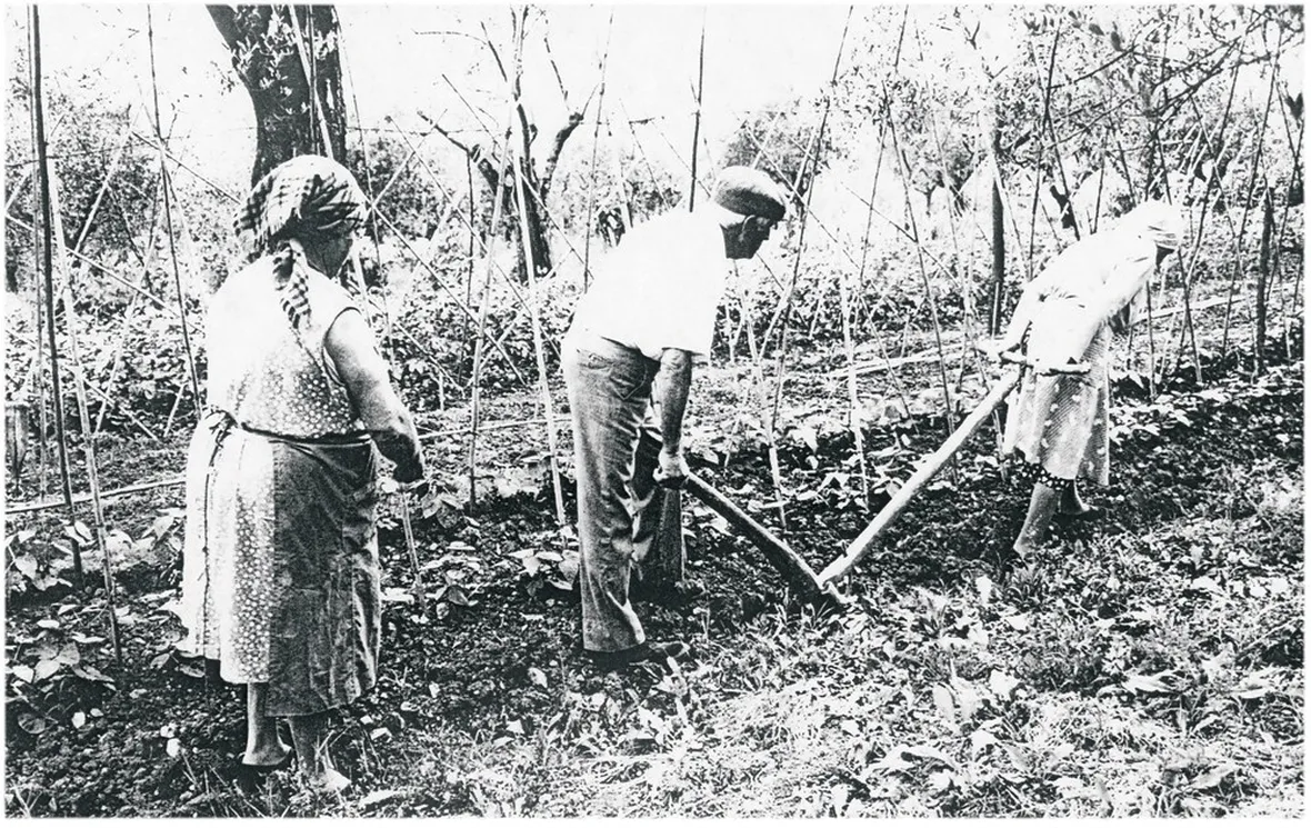 semina tanti anni fa