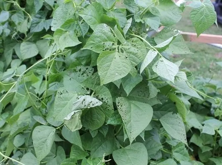 Fogliame fagiolini malato