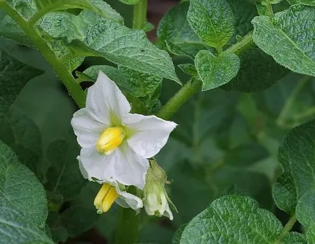 Il fiore della pianta della patata