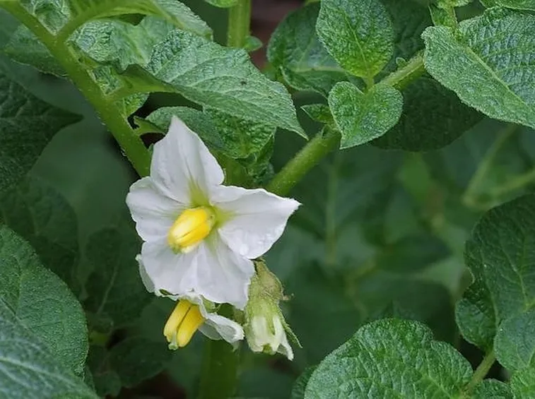 Il fiore della pianta della patata