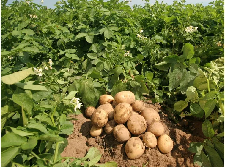 campo di patate 