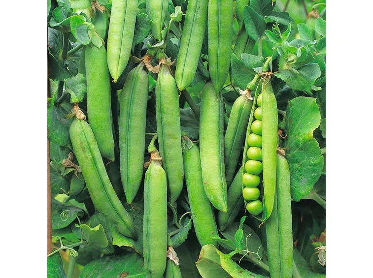 Piselli raccolta