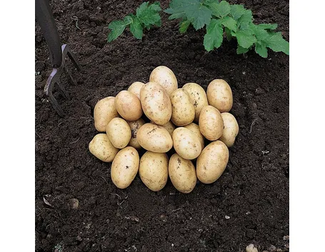 Come preparare il terreno