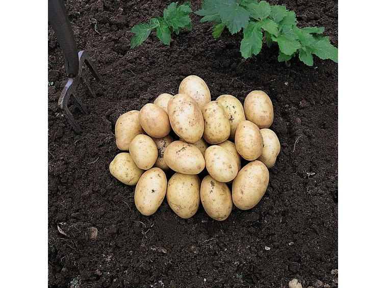 Come preparare il terreno