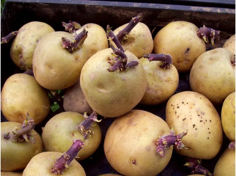 Patate pronte per la semina