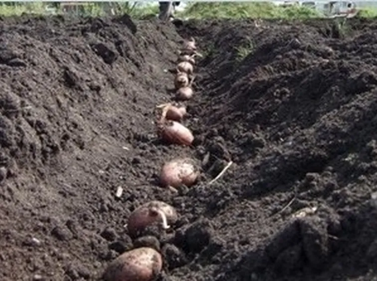 Come seminare le patate