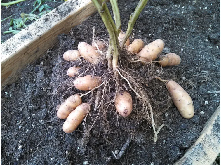 La raccolta delle patate
