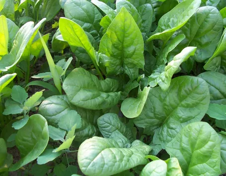 Spinaci