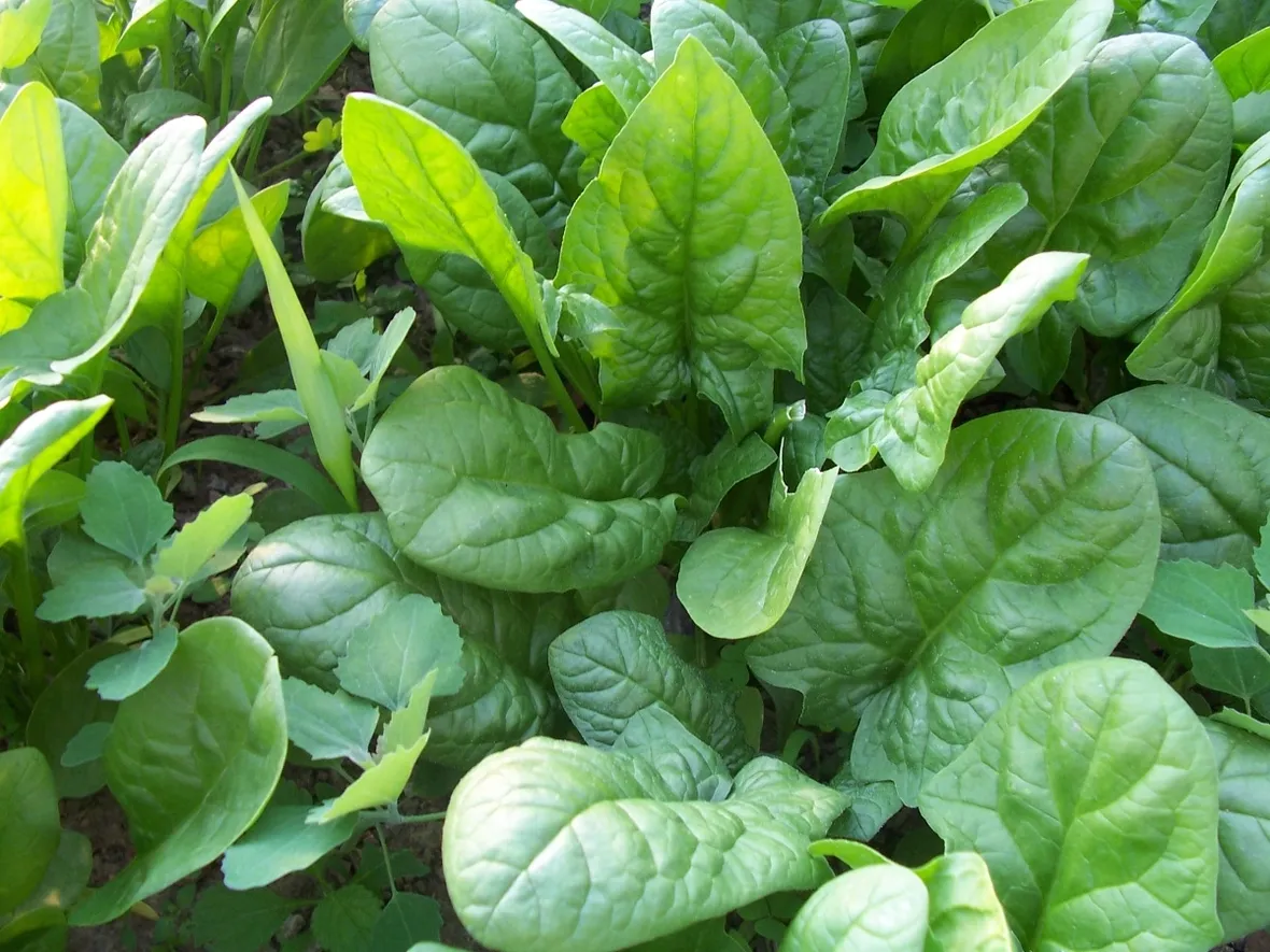 Spinaci