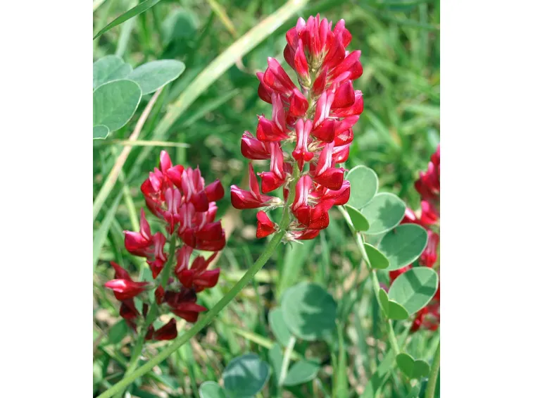 Fiore sulla