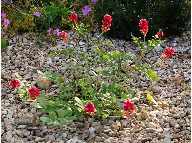 Legume terreno sassoso