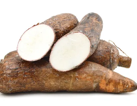 Tapioca radice