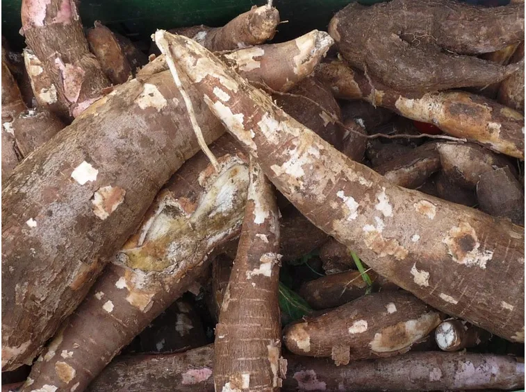 Pianta tapioca