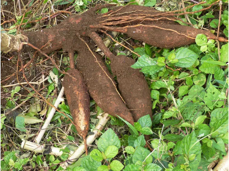 Foglie manioca