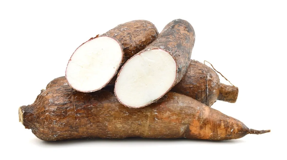 Tapioca radice