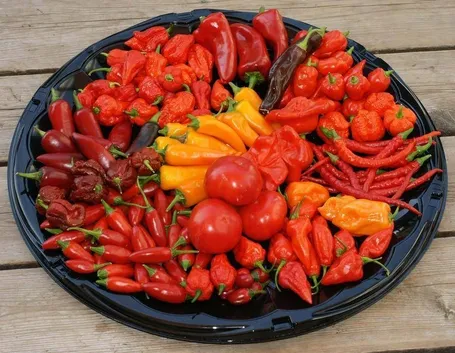 Piatto di peperoncini di varia forma e colore
