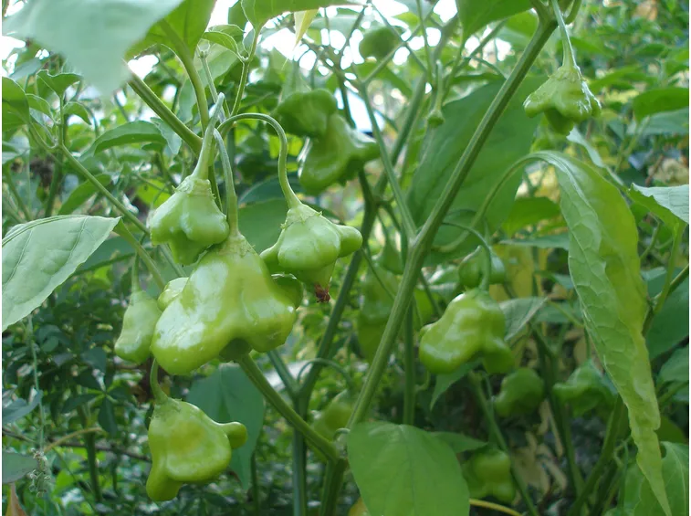 Peperoncino 