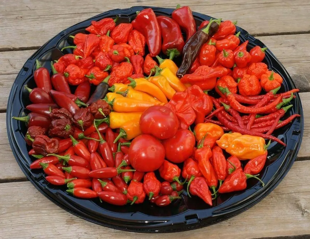 Piatto di peperoncini di varia forma e colore