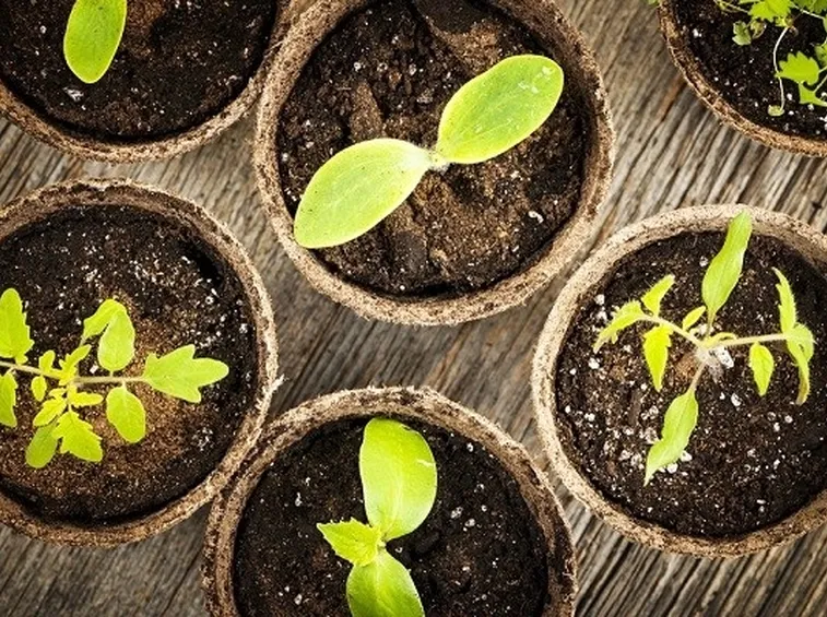 Piantine da trapiantare con pane di terra
