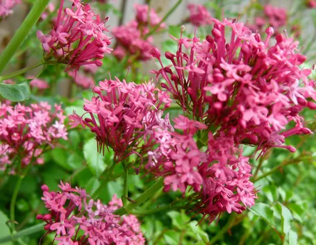Valeriana fiori