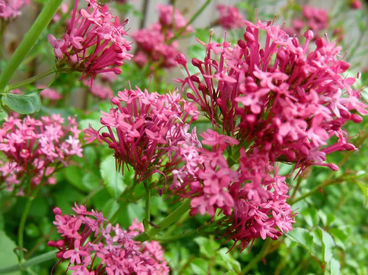 Valeriana fiori