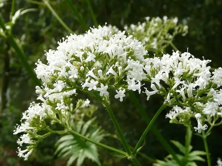 valeriana bianca