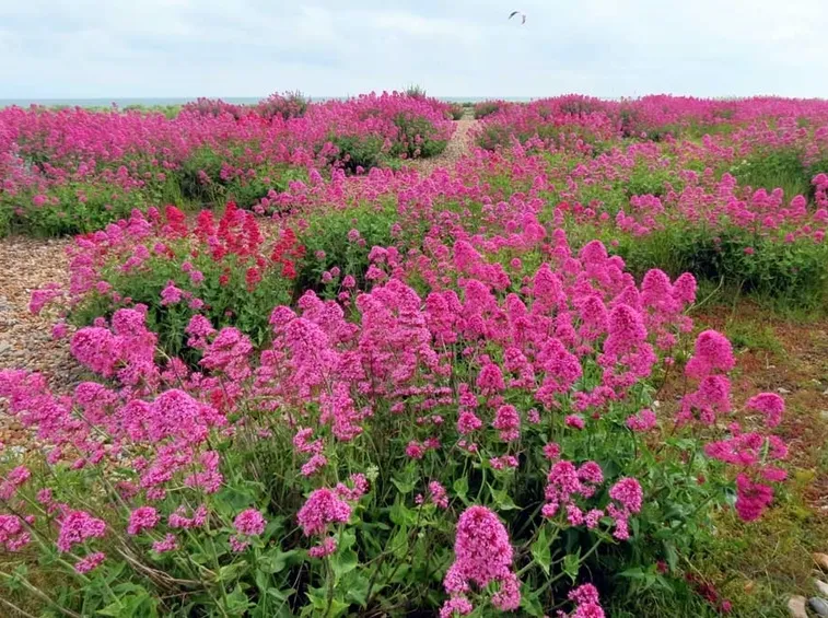 valeriana rossa