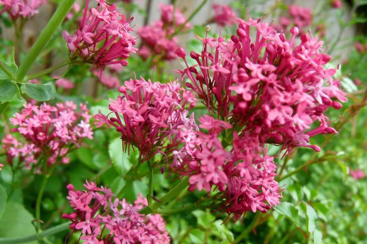 Valeriana fiori