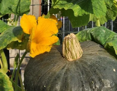 Come coltivare la zucca verde