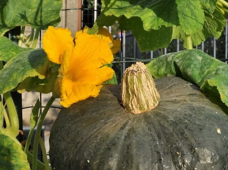 Come coltivare la zucca verde