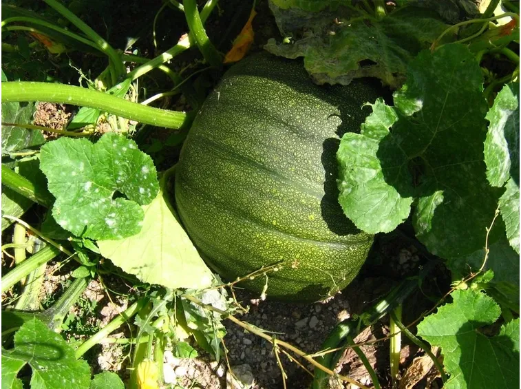 Proprietà zucca verde