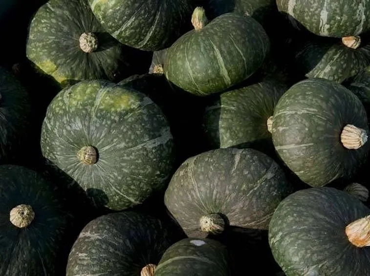 Marmellata di zucca verde