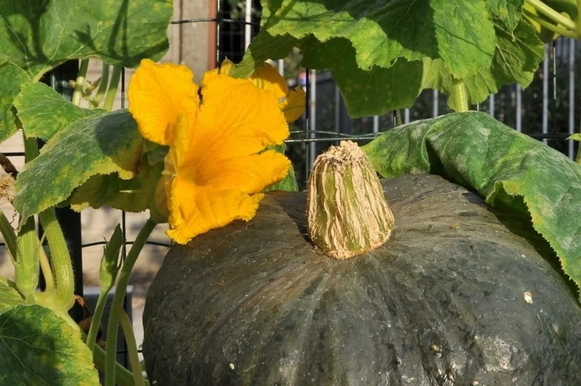 Come coltivare la zucca verde