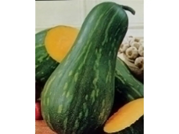 zucca