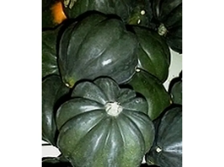 zucca