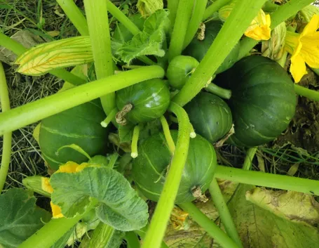 Crescita zucche ornamentali