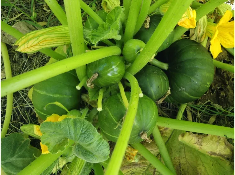 Crescita zucche ornamentali