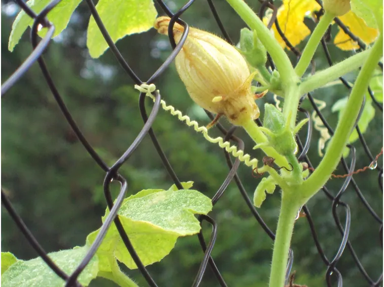 Fioritura zucca ornamentale