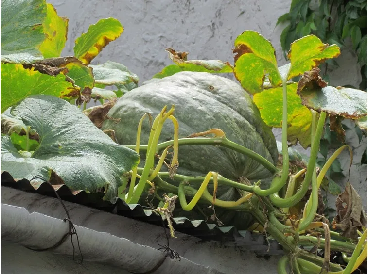Zucca ornamentale