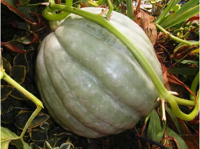 Zucche ornamentali