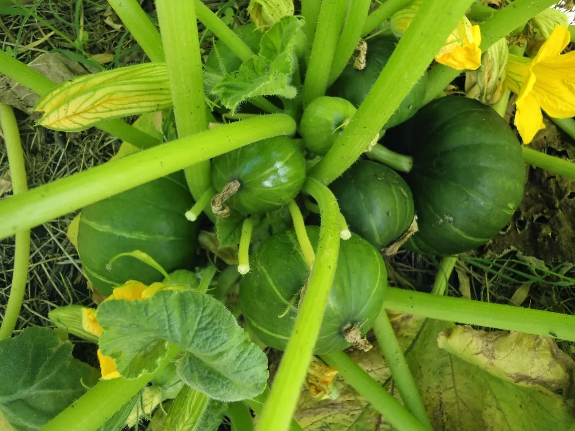 Crescita zucche ornamentali