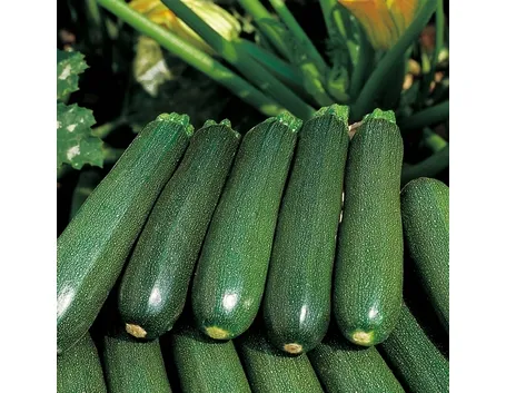 zucchine