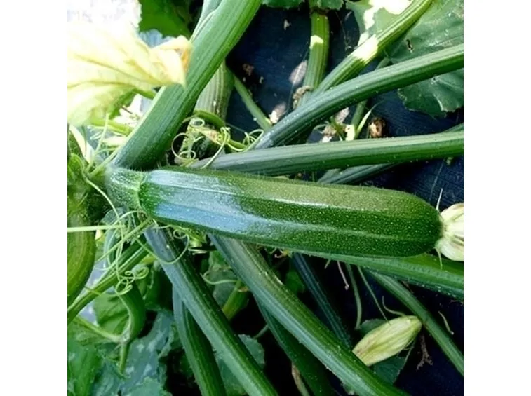 zucchine