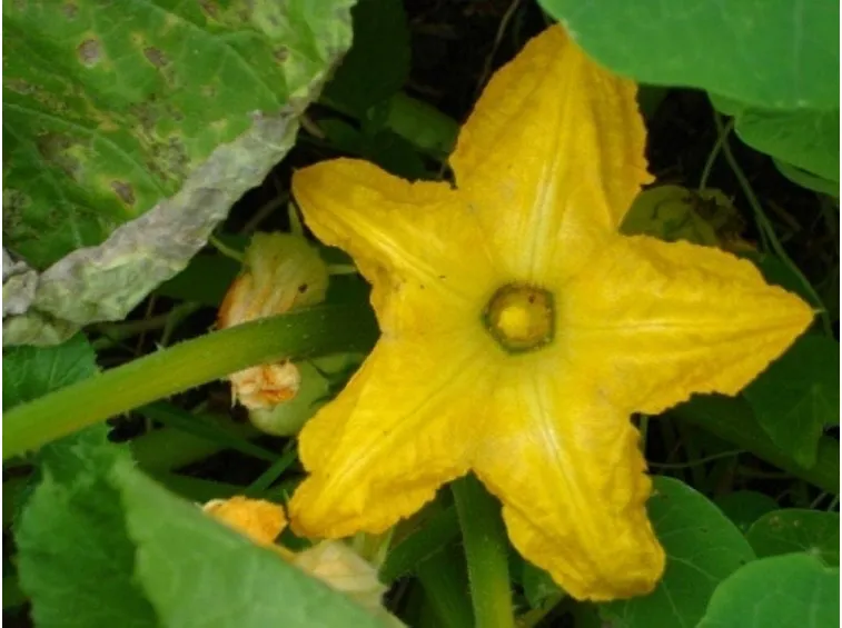 fiore zucchina